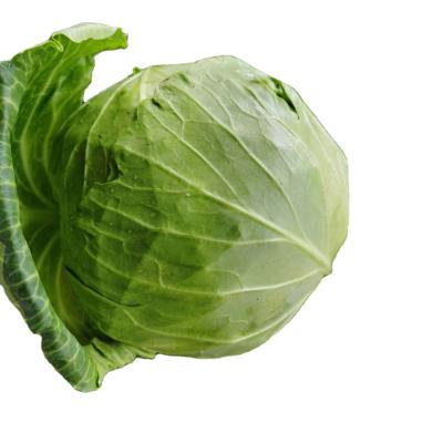 China Hot selling organic food standard export fresh cabbage, new crop fresh cabbage with low price for sale