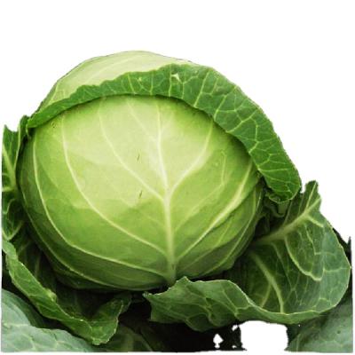 Chine Organic food fresh vegetable chinese cabbage for sale,cheap price fresh round cabbage beijing green cabbage à vendre