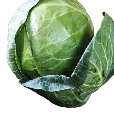 Chine 2021 hot selling organic food fresh cabbage for export, high quality cabbage wholesale à vendre