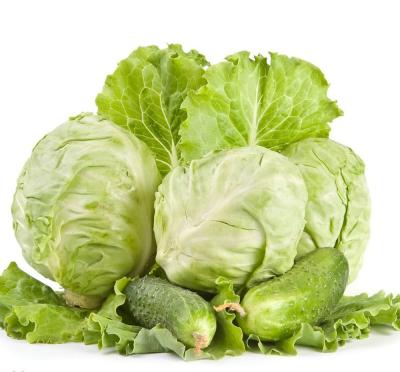 Chine Wholesale Organic Food Popular Vegetable Cabbage Common Cabbage Purple, New Cultivated Cabbage For Export à vendre