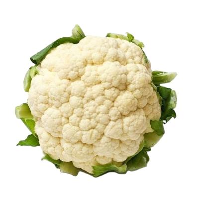 China New season top quality fresh fresh white cauliflower with competitive price for sale