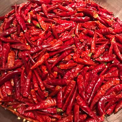 China FROZEN (HOT) Small Hot Pepper/Hot Peppers/Chaotian Peppers Te koop