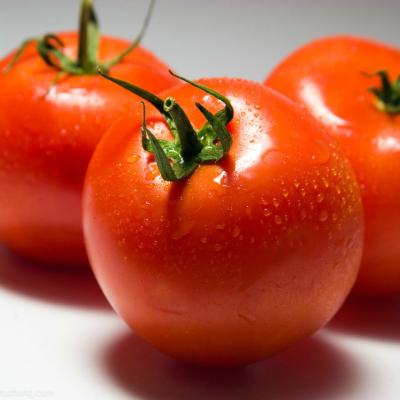 China Cherry Tomato /Fresh Fresh Fresh Tomatoes for sale