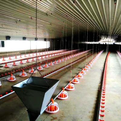 China Save Breeding Cost Large Scale Automatic Poultry Farm Equipment For Broiler Chicken for sale