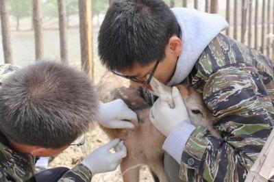 China Perseguidor do cão da seringa do microchip do protocolo do ISO impermeável para o animal de estimação que segue a identificação à venda