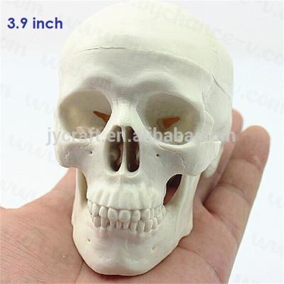 China Small Size Adult Head Bone Anatomy Skull Human Model Educational Medical Props Mini Learning Resources for Art Student Sketching for sale