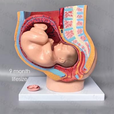 China Life Size Human Female Anatomical Pregnancy Model Learning Resources Medical Science Supplies Nine Months Fetus For Doctor Teaching Props for sale