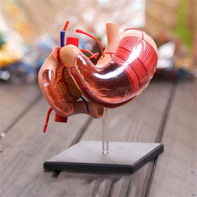 China Learning Resource Anatomy 4D Models Vision Human Stomach Model For Classroom Medical Demonstration for sale