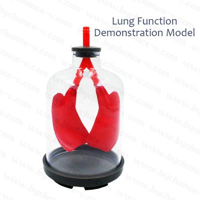 China Lung Function Demonstration Model Lung Learning Resources and Diaphragm Airflow and Muscle Function Medical Science Learning Resources for sale