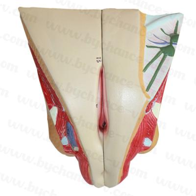 China Female Genital System Model Supplies Professional Female Genital Organ Learning Resources Medical Science Anatomical Model for sale