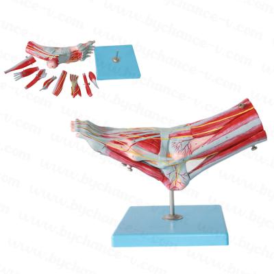 China Learning Resources Medical Science Learning Supplies Natural Size Foot Anatomical Model With Muscles, Ligaments, Nerves, And Blood Vessels for sale