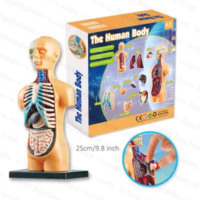 China Best Learning Resources Gift for Kids Medical Science Learning Anatomical Skeleton Human Torso Models Educational Toys DIY Supplies for sale