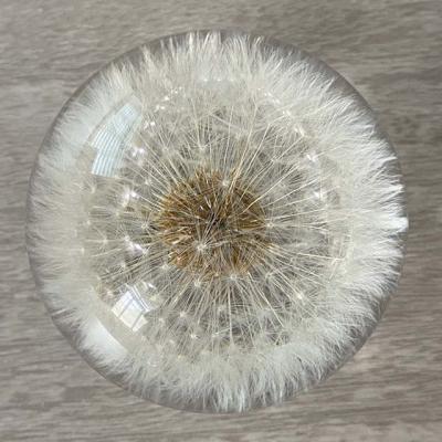 China Flower dandelion flower ball paperweight, resin real dandelion for sale