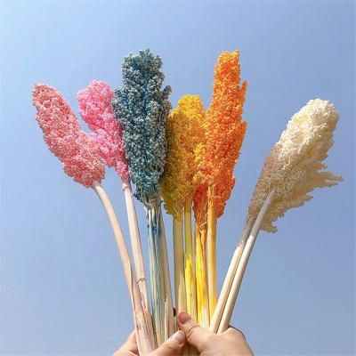 China Natural Touch Everbloom Wholesale Dried Real Dried Sorghum Bouquets Flowers And Plants Touch Flowers Boho Decor for sale