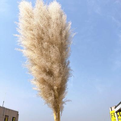 China Durable Luxury Event Decoration Wedding Home Outlet Plant Small Pampas Grass Reed Grass Beige Pink Dry for sale