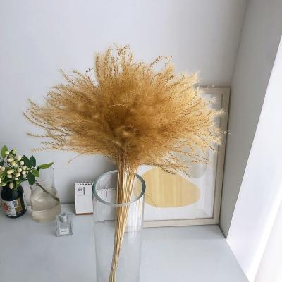 China Wholesale High Quality Dry Natural Plants Pogonatherum Crinitum Home Wedding Decoration for sale