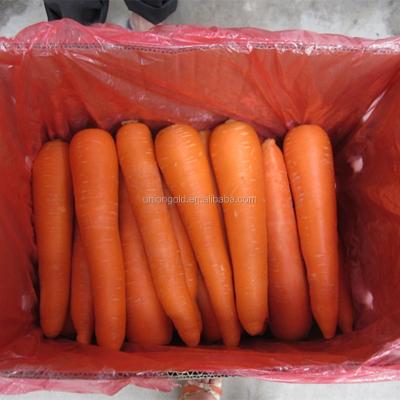 China Shouguang China Fresh Fresh Carrot Hot Sale for sale