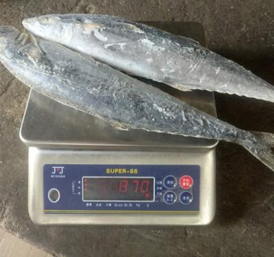 China FROZEN SPANISH MACKEREL FILLET for sale