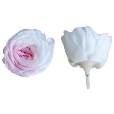 China Various Parts 21pcs/Box 2-3cm Natural Preserved Flower Austin Rose Preserved Flower Head Gift in Box for sale