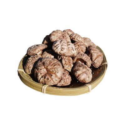 China Fresh Mushroom Flower Tea Bag Purchasing Dry Growing Shiitake Mushrooms for sale