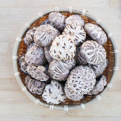 China Shiitake Mushroom Natural Dry White Shiitake Mushroom Shiitake Mushroom for sale