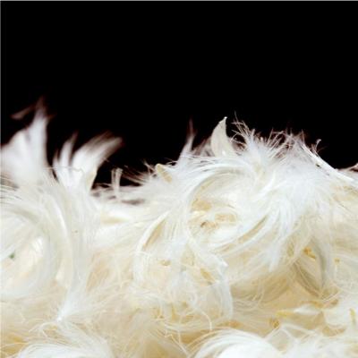 China PASSIONATE Goose Down Feather Stuffing and 10/90 White Down Real Feather Blend for Filling, Repairing, Restuffing Down for Bedtime Cushions, Pillows for sale