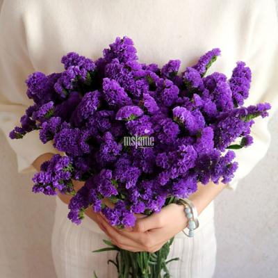 China Myosotis Dry Flowers Valentine's Day Gift Preserved Real Flowers To Forget Me Not Mini Dry Flowers for sale