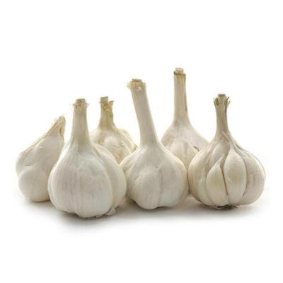 China Fresh Whole Sale Chinese Pure White Garlic 3p 6.0cm Fresh Garlic for sale