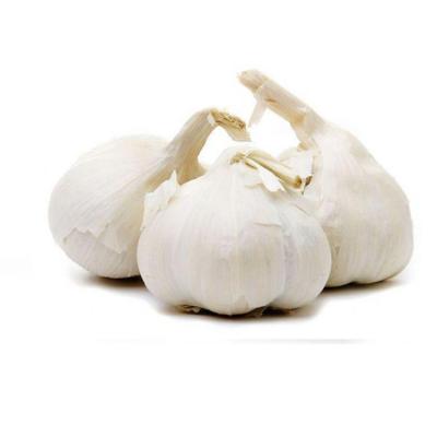 China 4.5-5.0cm Fresh Fresh Garlic In Box Garlic In Factory Chinese Fresh Garlic Normal Pure White White for sale