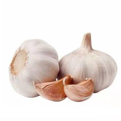 China Chinese fresh garlic new bulk fresh fresh garlic culture fresh normal white red garlic for sale