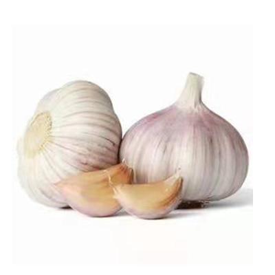 China BRC certification fresh garlic in bulk normal fresh white garlic garlic 4.5-5.0cm for sale