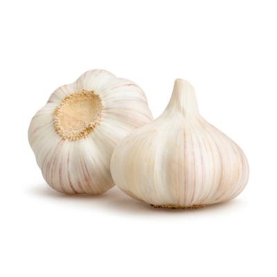 China Wholesale fresh garlic in bulk price of good quality fresh garlic cultivation the new of white garlic for sale