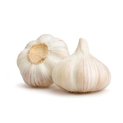 China Fresh Chinese normal garlic for sale 2022 Bulk crop fresh natural garlic the fresh white garlic price for sale