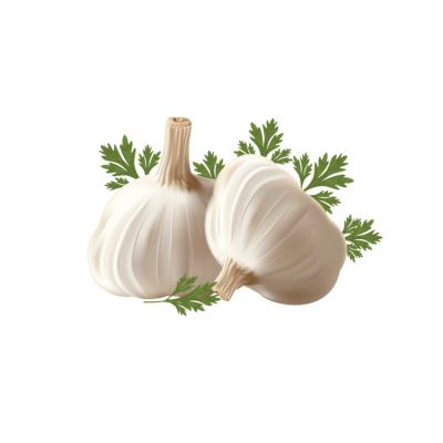 China Fresh natural garlic in low price for sale pure white garlic wholesale price for sale