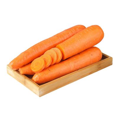 China 2021 quality fresh promotional import fresh carrots 100% organic fresh carrots for sale