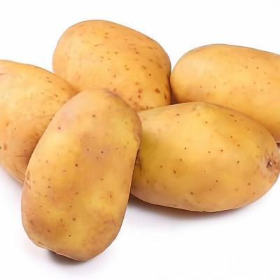 China Factory price wholesale organic fresh potato directly fresh potatoes for sale