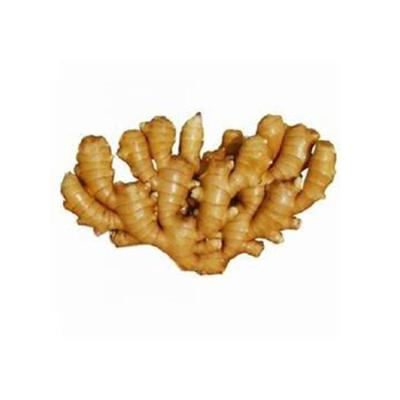 China Wholesale High Quality Fresh Ginger Chinese Organic Fresh Ginger Price for sale