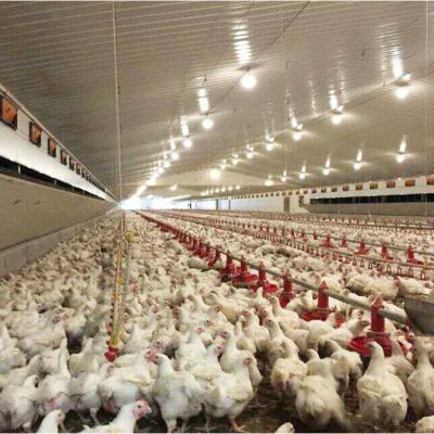 China High Quality Lightweight Frame Automated Poultry / Pig Breeding Chicken Farm Housing Construction for sale