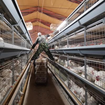 China Broiler Cage System Galvanized Wire Poultry Broiler Cage Prices for sale