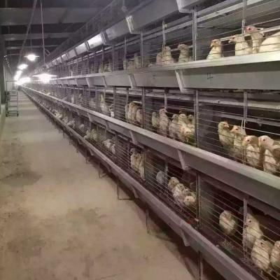 China Chicken Layer Rearing Hot Dip Galvanized H Type Poultry Batteries Layer Chicken Cage Farm for sale