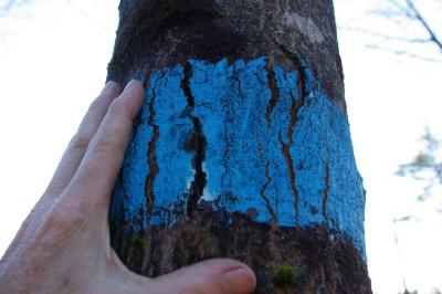 China Tree Marker, Tree Marking Paint, Tree & Log Marking Paint for sale