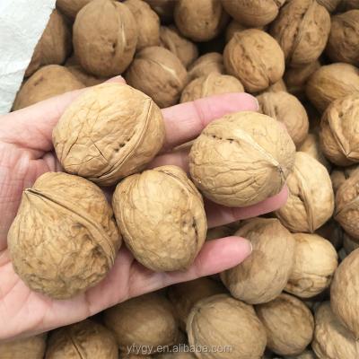 China Dried Thin-Skin Walnut Healthy Nutrition Nuts Chinese Walnut In Paper Shell From Xinjiang for sale