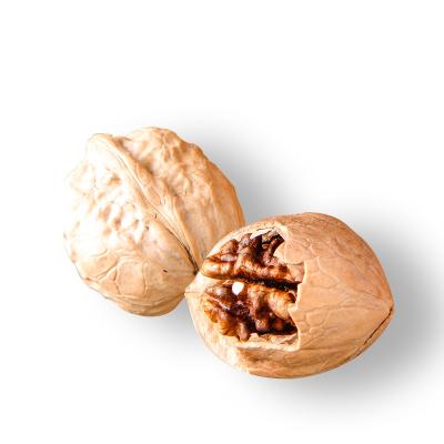 China Large Size Dried Thin Shell Walnut from Xinjiang, China for sale