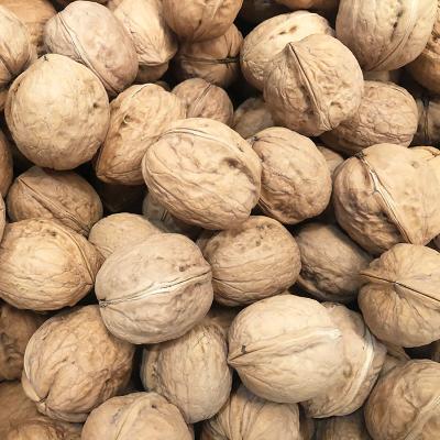 China Xinjiang 185 Walnut Dry High Quality Price for sale