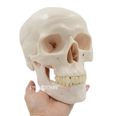 China Educational Equipment Adult Skull Anatomy Model Skull Demonstration Teaching Resources Skeleton Medical Sciences Anatomical Human Anatomical Model for sale