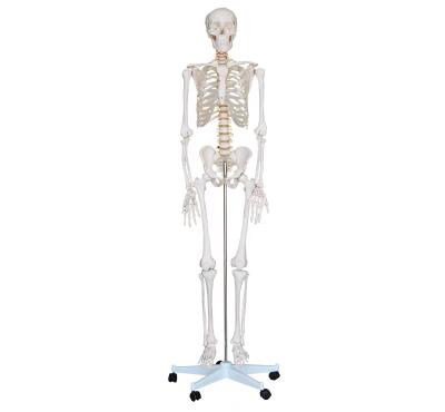 China PVC PNT-0101h Advanced Normal Adult Skeleton Model Advanced PVC for sale