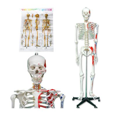 China PNT-0102 Advanced Scientific Human Muscle Model Picture Advanced Medical Science Anatomical PVC Skeleton PVC NC PNATOMY 170cm; JIA 175cm for sale