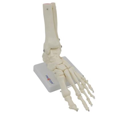 China PVC Podarthrum Advanced Human Skeleton Model Foot Joint Foot Bone Model PNT-0109F Size Medical Natural Image 23*18*9cm for sale