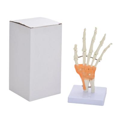 China PVC Advanced Size Hand Bone Model Human Joint Advanced Skeleton Anatomy Natural Medical Science Image 11*11*24cm PNT-0209 PNATOMY 160g for sale