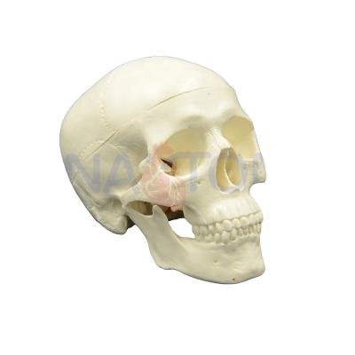 China PVC Mini Tablets Handheld Plastic Manikin Advanced Skull Skeleton Head PVC Human Skull Model for sale